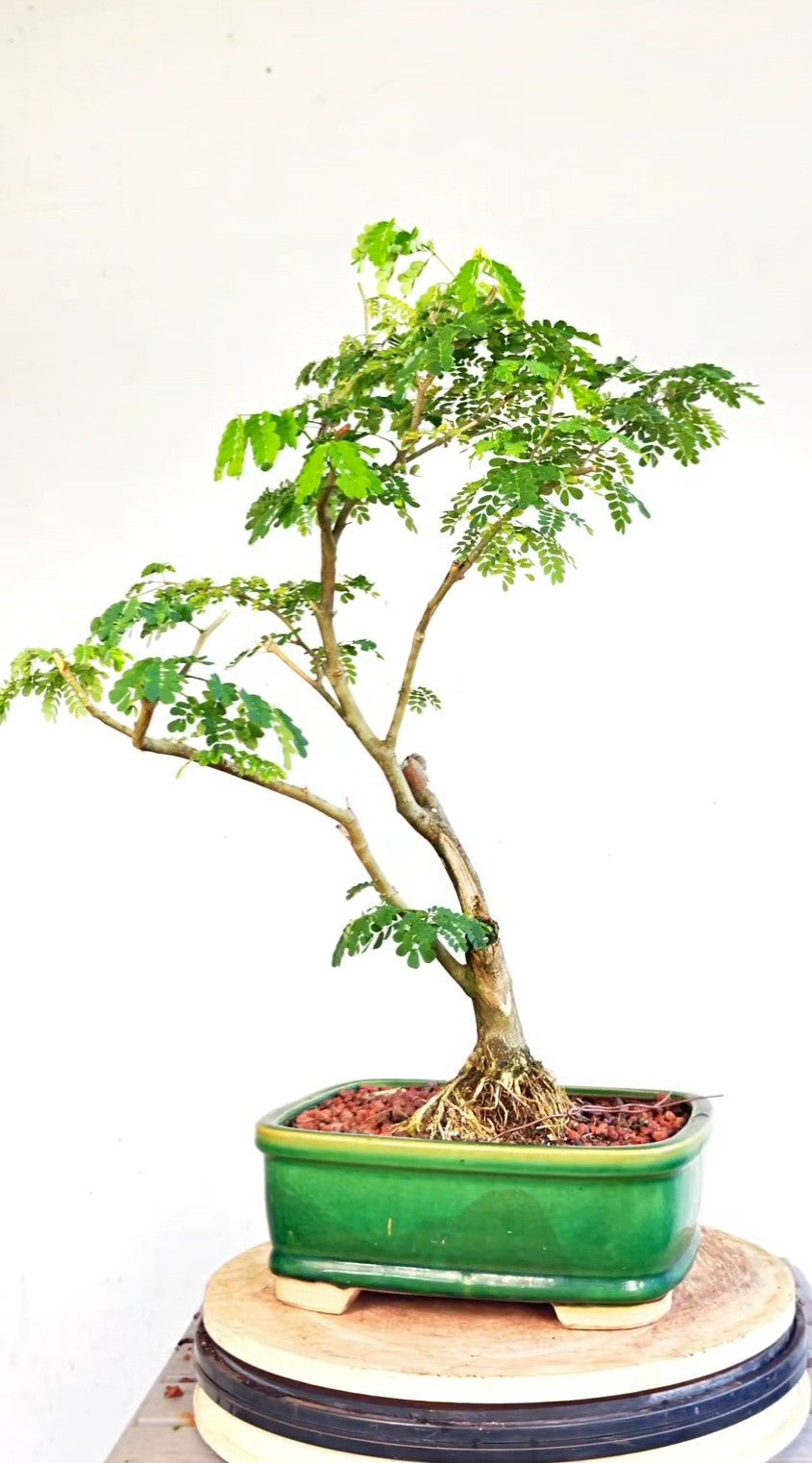 Thornless Flowering Brazilian Rain Tree - 10 Inch Glazed Pot