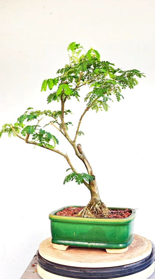 Thornless Flowering Brazilian Rain Tree - 10 Inch Glazed Pot