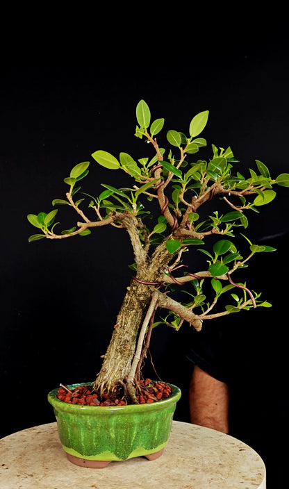 Ficus Microcarpa - 6 Inch Glazed Bosai Pot