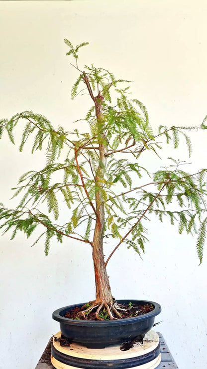 Bald Cyress Bonsai - 15 inch Plastic Pot