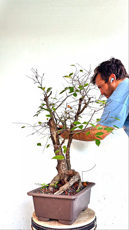 Multi Trunk American Elm Bonsai - 17 Inch Plastic Pot