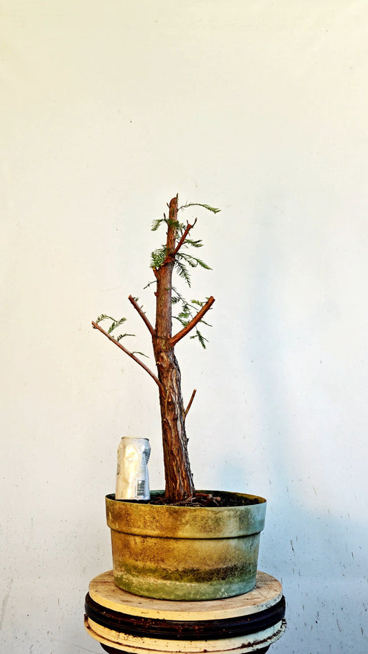 Bald Cyress Bonsai - 12 inch Plastic Pot