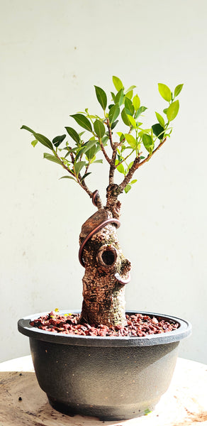 Tigerbark Ficus Bonsai - 7 inch Plastic Pot
