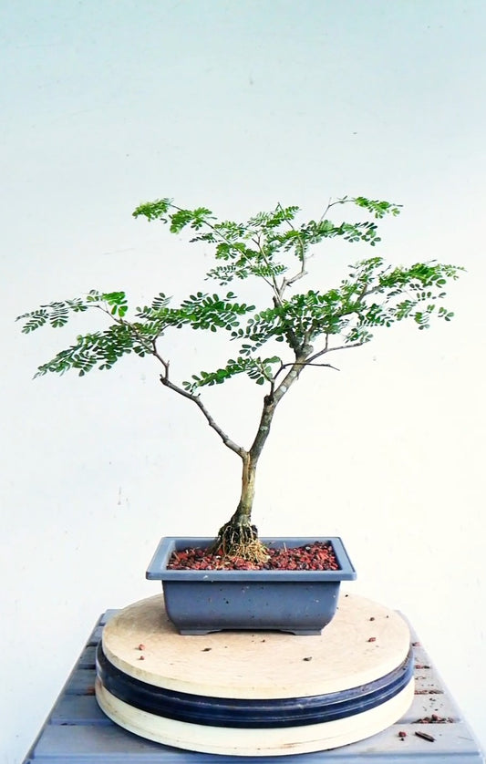 Thornless Flowering Brazilian Rain Tree - 7 Inch Plastic Pot