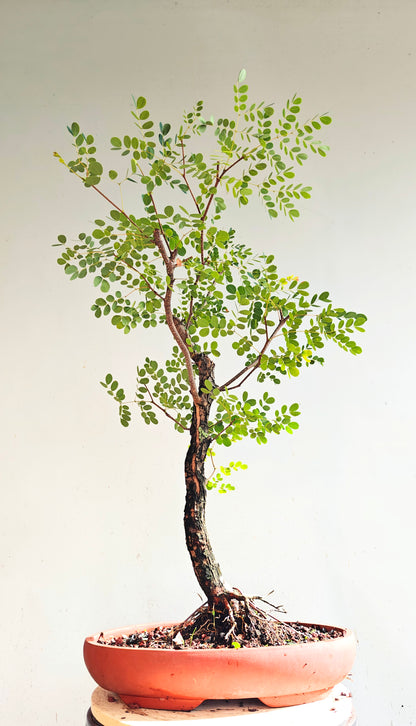 Lysiloma Sabicu - 15 inch unglazed pot