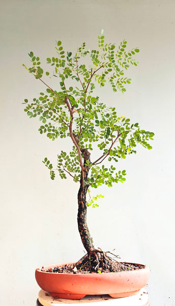 Lysiloma Sabicu - 15 inch unglazed pot