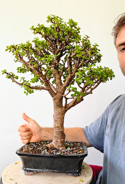 Dwarf Jafe Bonsai - 10 inch pot