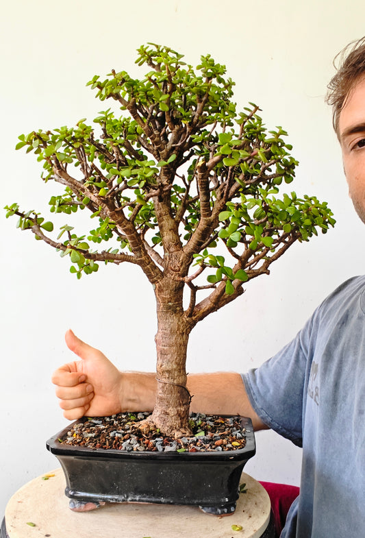 Dwarf Jafe Bonsai - 10 inch pot
