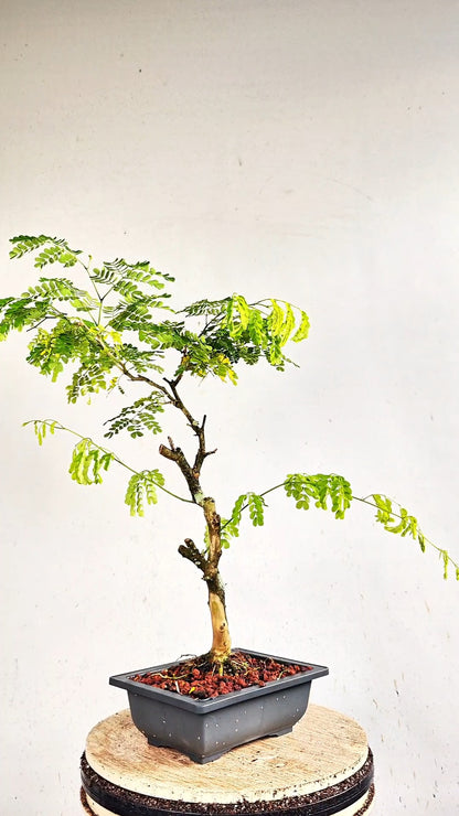 Thornless Flowering Brazilian Rain Tree - 7 Inch Plastic Pot