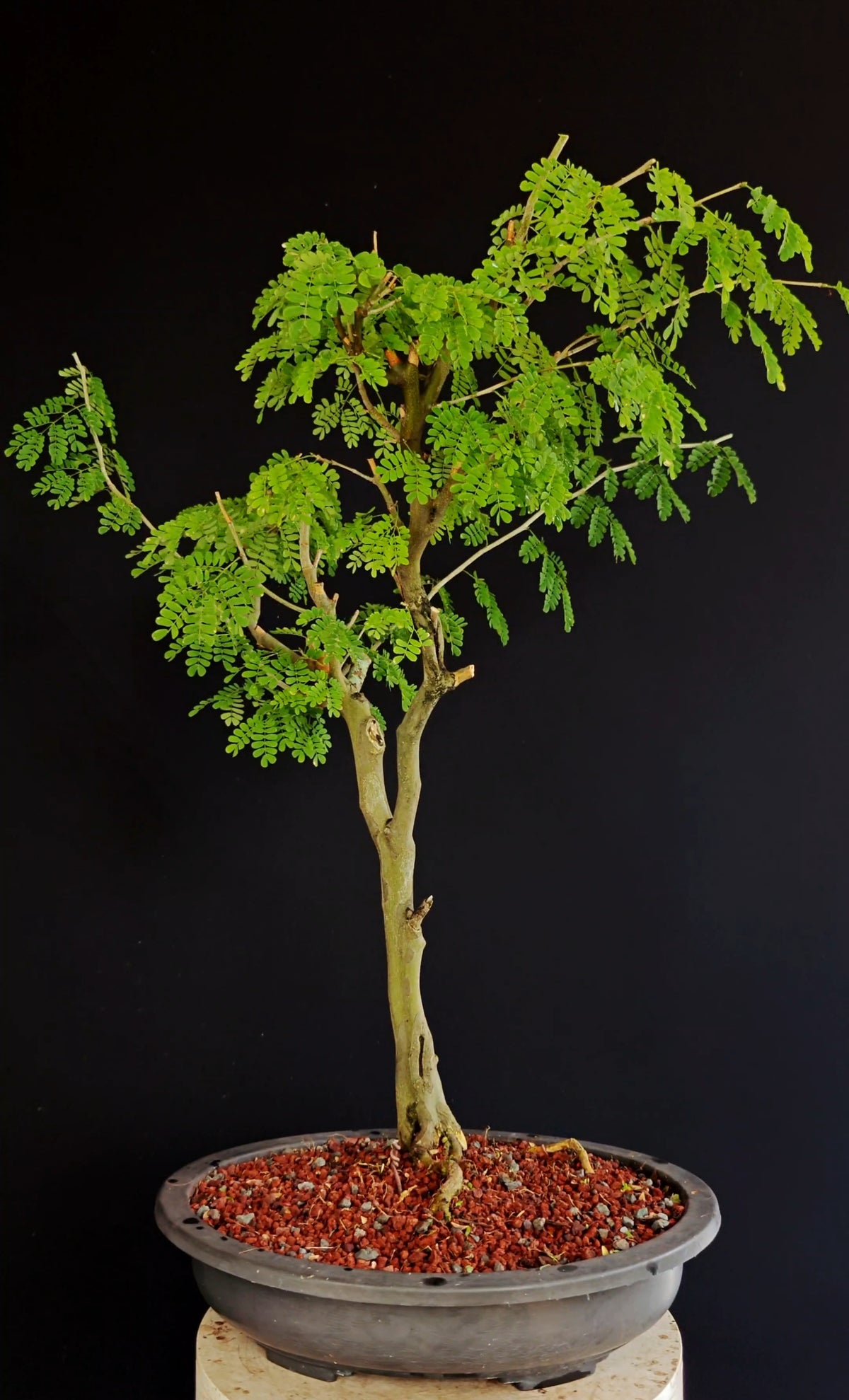 Thornless Flowering Brazilian Rain Tree - 15 Inch Plastic Bonsai Pot
