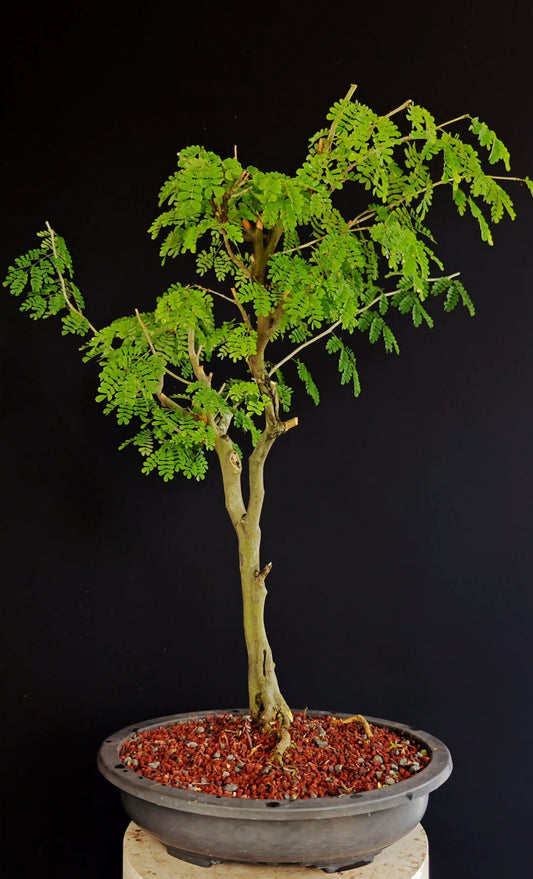 Thornless Flowering Brazilian Rain Tree - 15 Inch Plastic Bonsai Pot