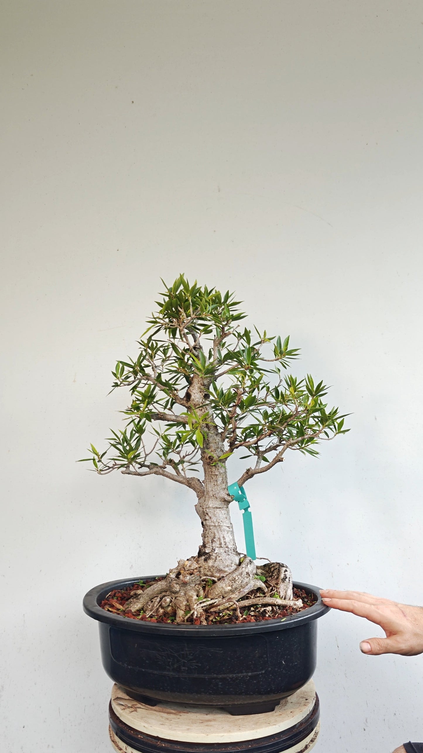 Willow Leaf Ficus Bonsai - 17 inch plastic bonsai pot