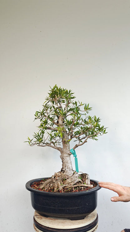 Willow Leaf Ficus Bonsai - 17 inch plastic bonsai pot