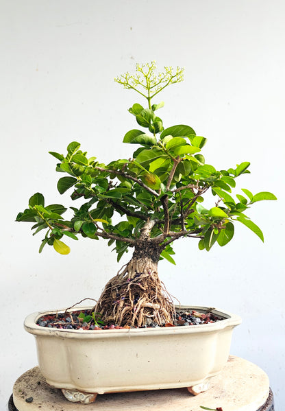 Flowering Premna - 10" Glazed Pot