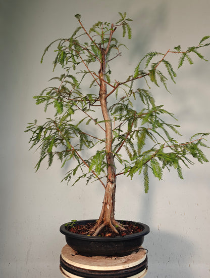 Bald Cyress Bonsai - 15 inch Plastic Pot