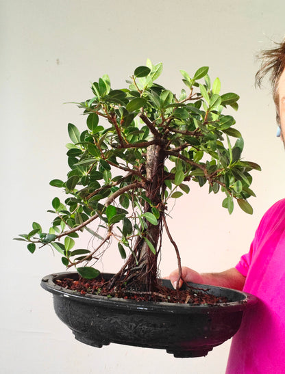 Green Island Ficus - 15 inch plastic pot