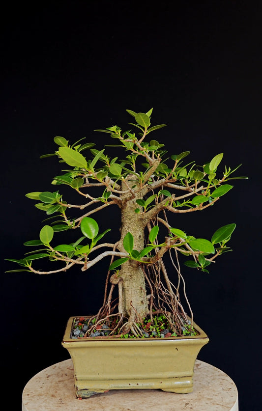 Ficus Microcarpa - 8 inch Glazed Rectangle