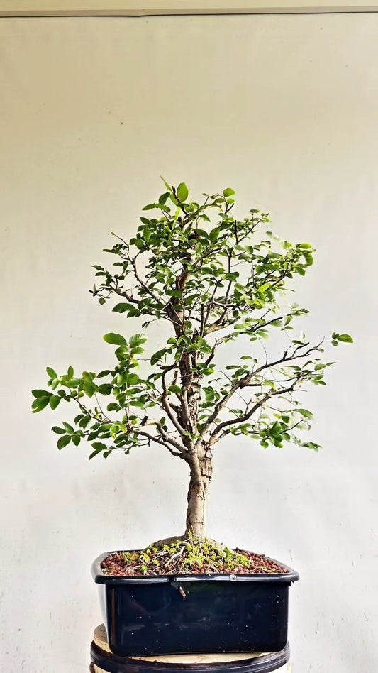Cedar Elm Bonsai - 17 Inch Plastic Pot