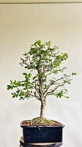 Cedar Elm Bonsai - 17 Inch Plastic Pot