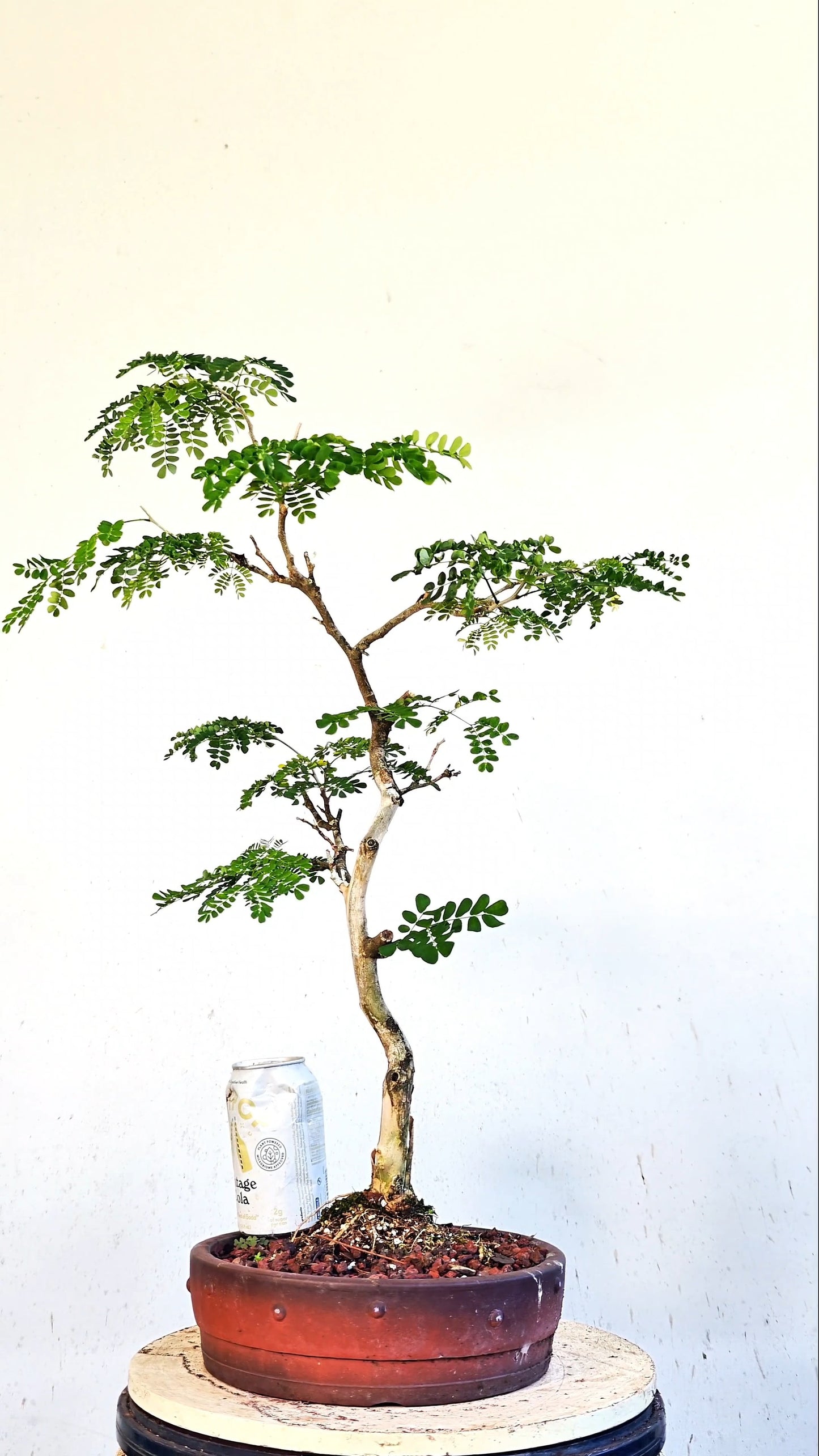 Thornless Flowering Brazilian Rain Tree Specimen - 10 Inch Unglazed Pot