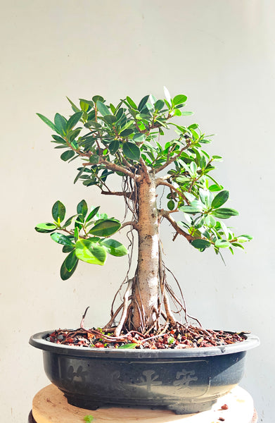 Green Island Ficus - 15 inch plastic pot