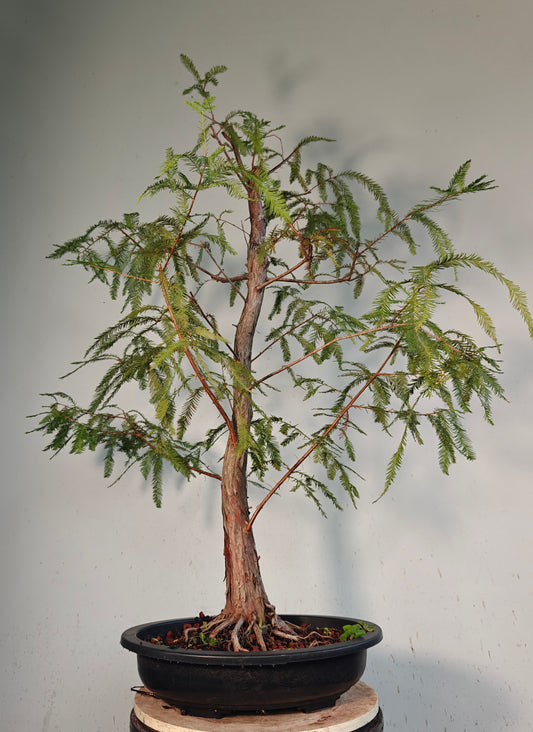 Bald Cyress Bonsai - 15 inch Plastic Pot