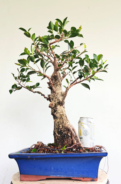 Tigerbark Ficus Bonsai - 12 inch pot