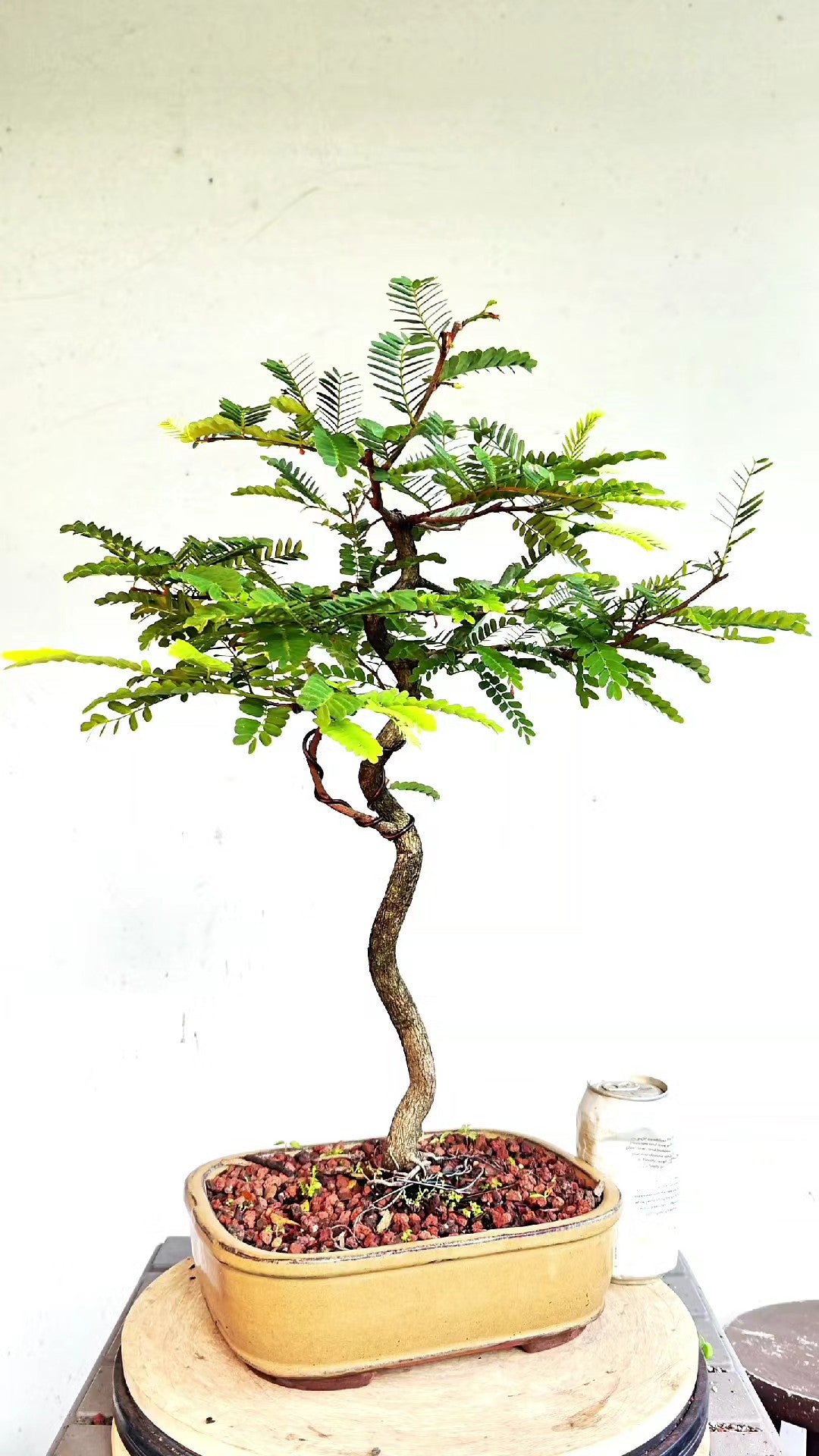 Tropical Tamarind Bonsai - 10 inch glazed pot