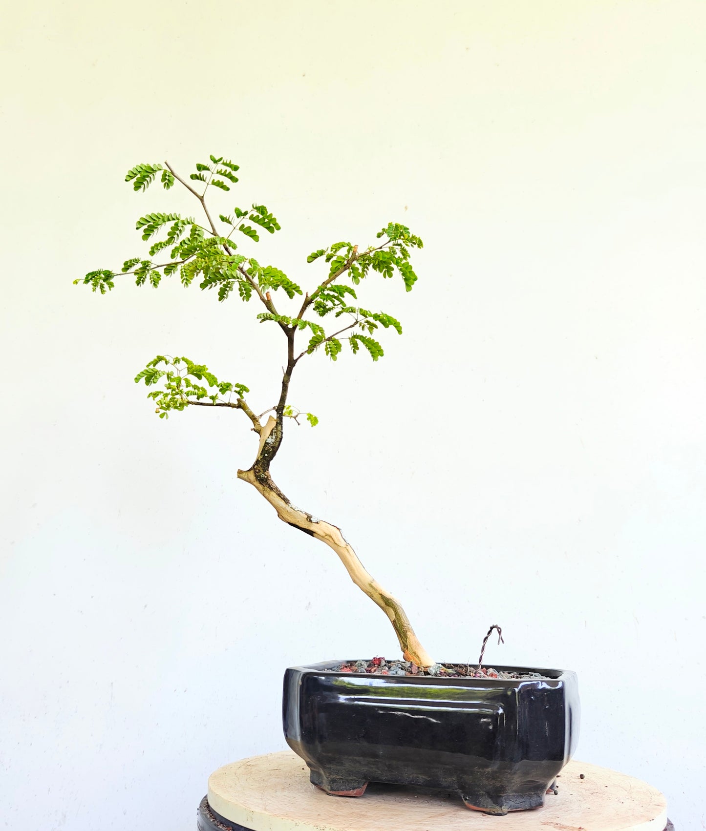 Thornless Flowering Brazilian Rain Tree - 6 Inch Glazed Pot