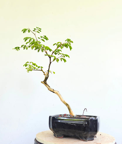 Thornless Flowering Brazilian Rain Tree - 6 Inch Glazed Pot