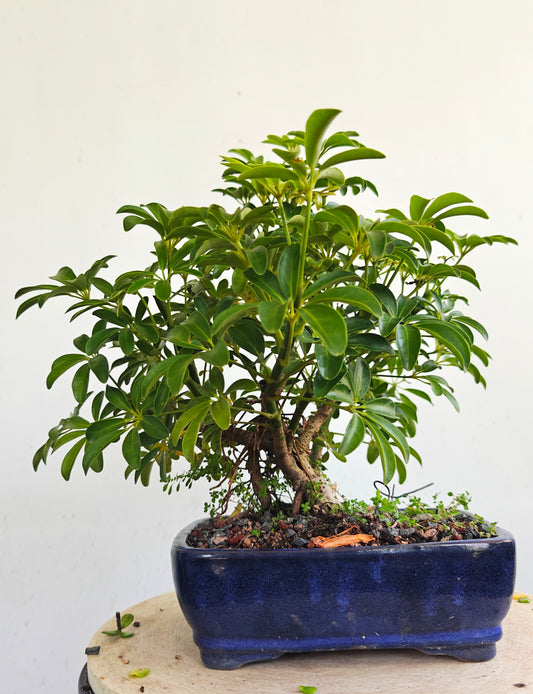 Dwarf Umbrella  Bonsai - 10 inch pot