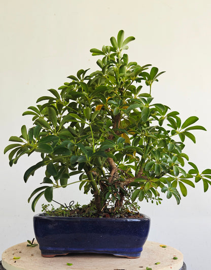 Dwarf Umbrella  Bonsai - 10 inch pot