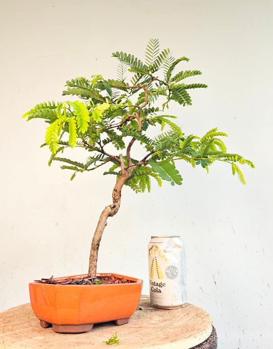 Tamarind Specimen Bonsai - 4 inch cement pot