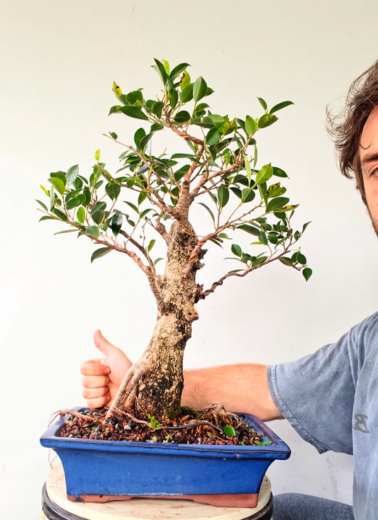 Tigerbark Ficus Bonsai - 12 inch pot