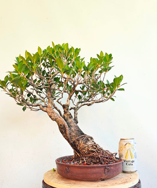 Tigerbark Ficus - Specimen Bonsai