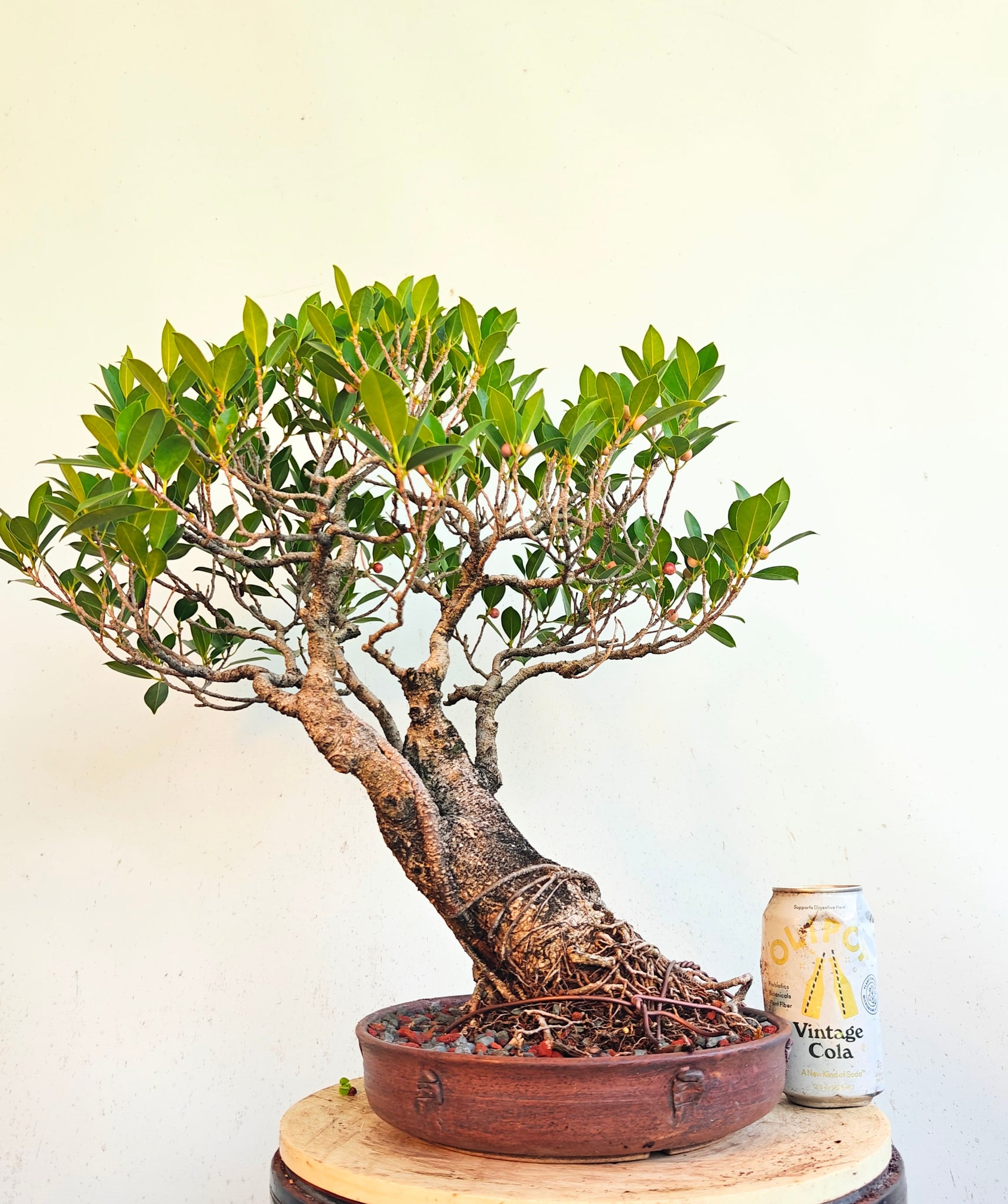 Tigerbark Ficus - Specimen Bonsai