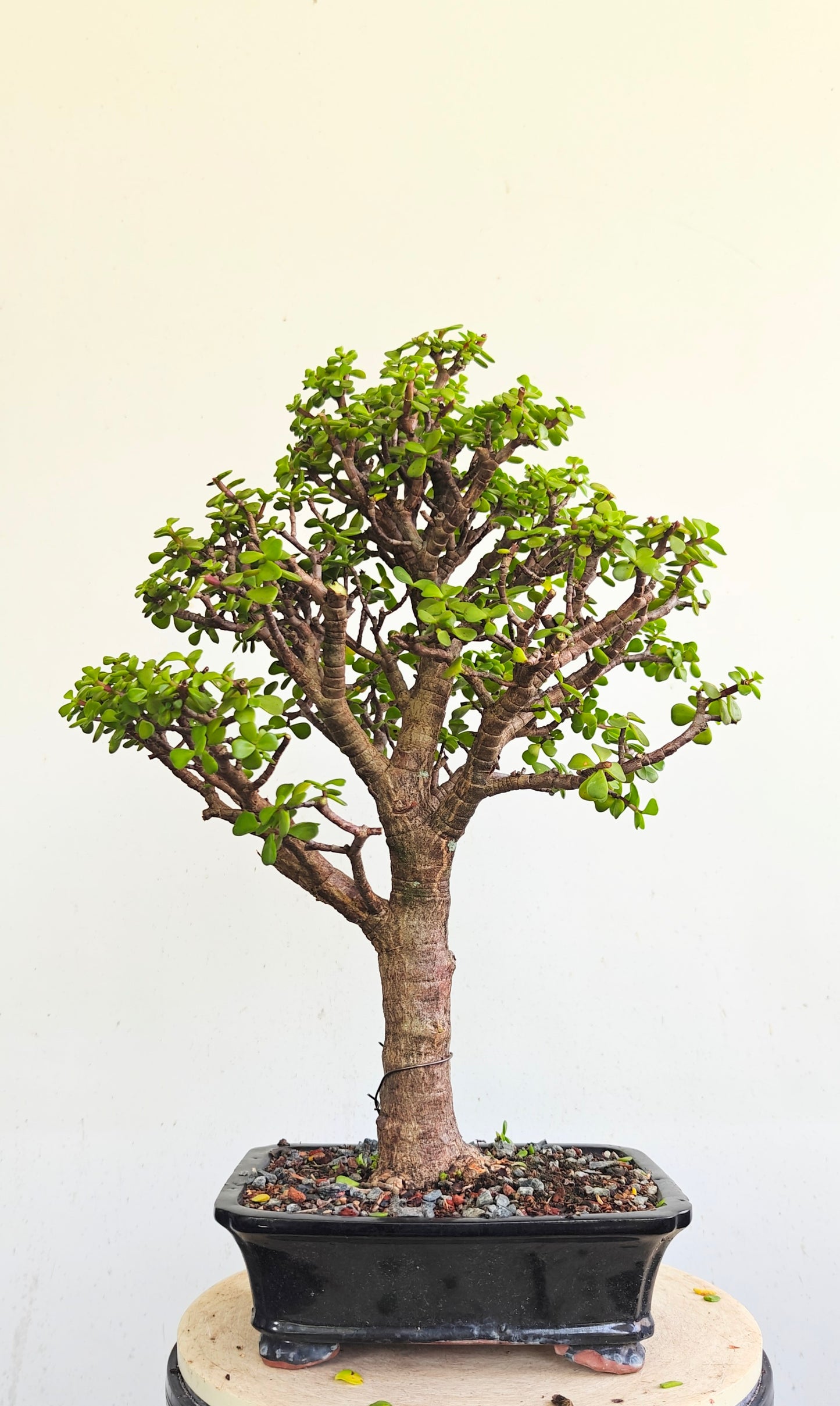 Dwarf Jafe Bonsai - 10 inch pot