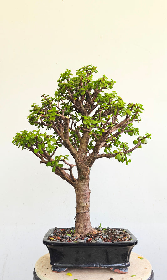 Dwarf Jafe Bonsai - 10 inch pot