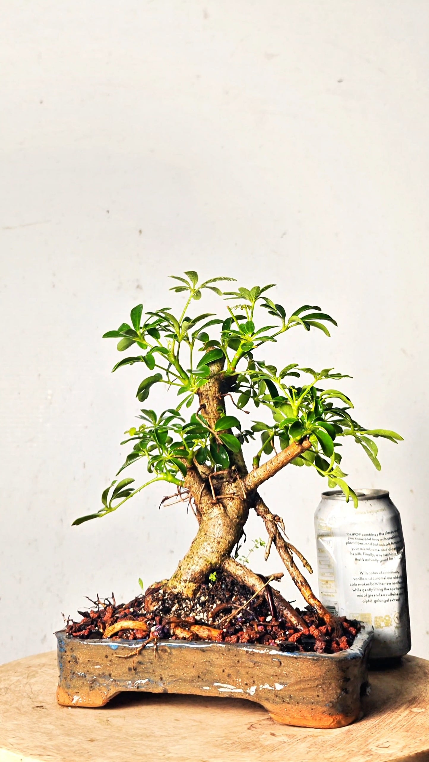 Dwarf Schefflera Bonsai - 8 inch Handmade Bonsai Pot