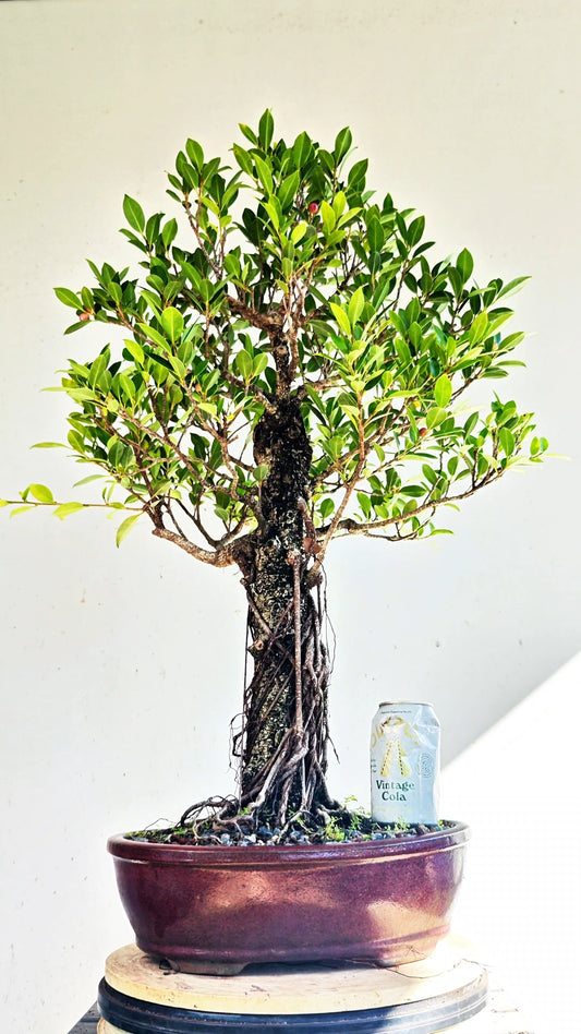 Large Tigerbark Ficus - Specimen Bonsai