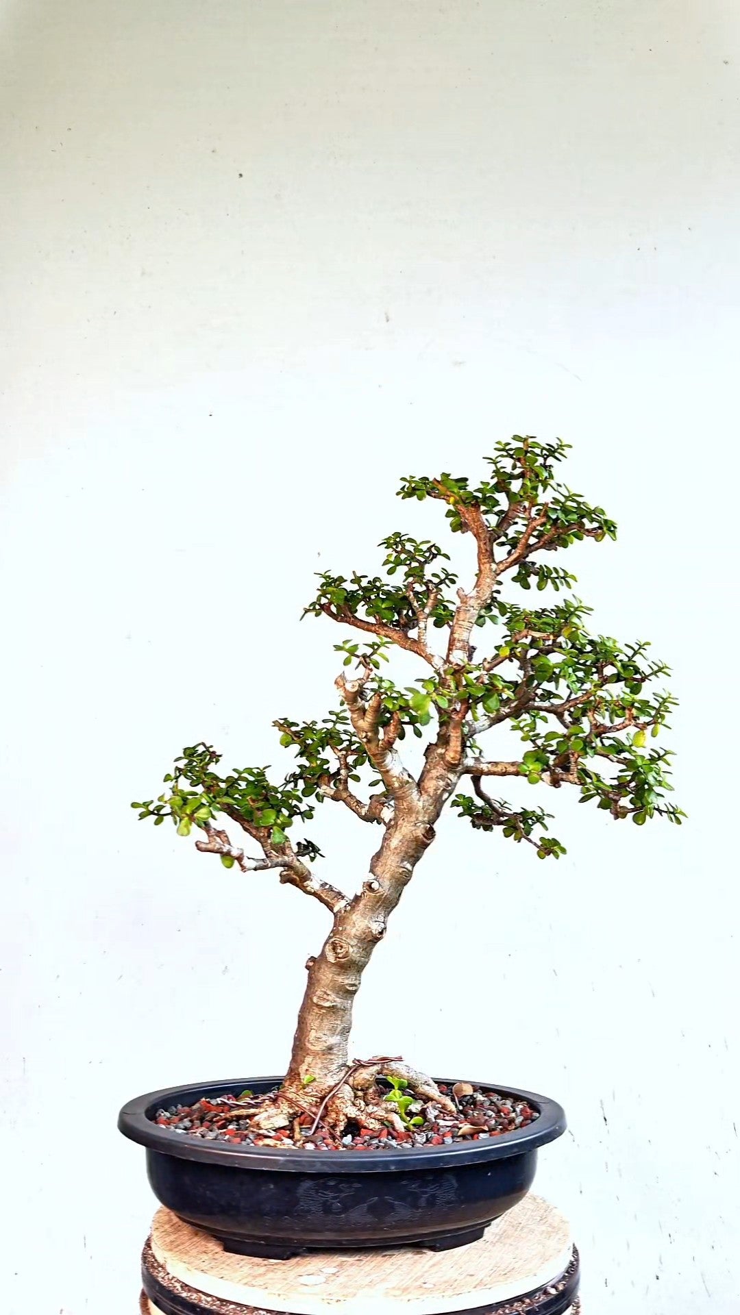 XL Dwarf Jade  - 15 Inch Plastic Bonsai Pot