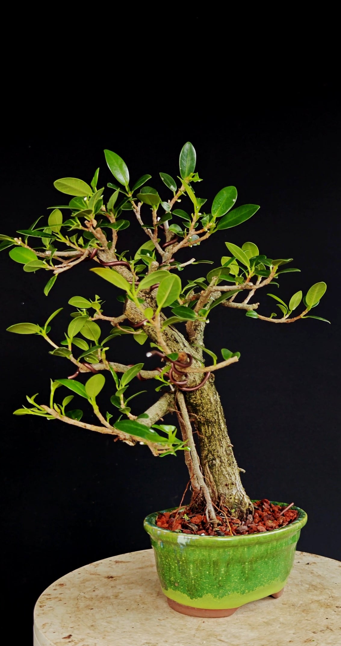Ficus Microcarpa - 6 Inch Glazed Bosai Pot