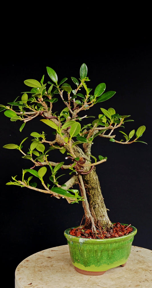 Ficus Microcarpa - 6 Inch Glazed Bosai Pot