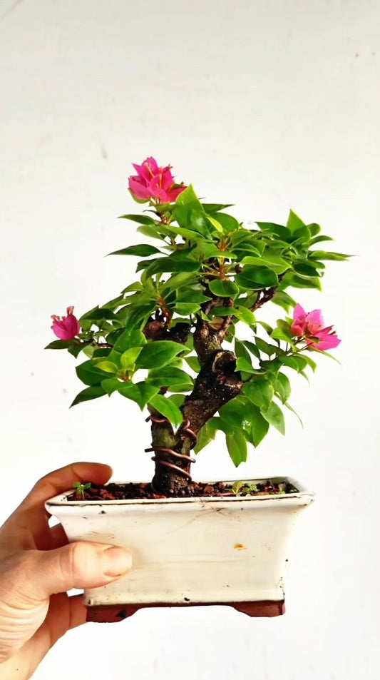 Pixie Bougainvillea Bonsai - 4 Inch Glazed Rectangle