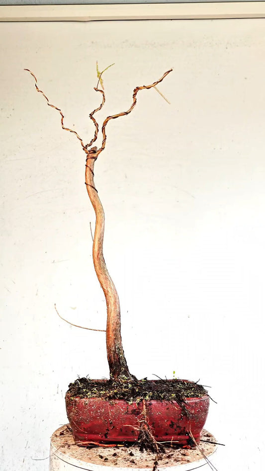 Bald Cyress Bonsai - 10 inch glazed pot