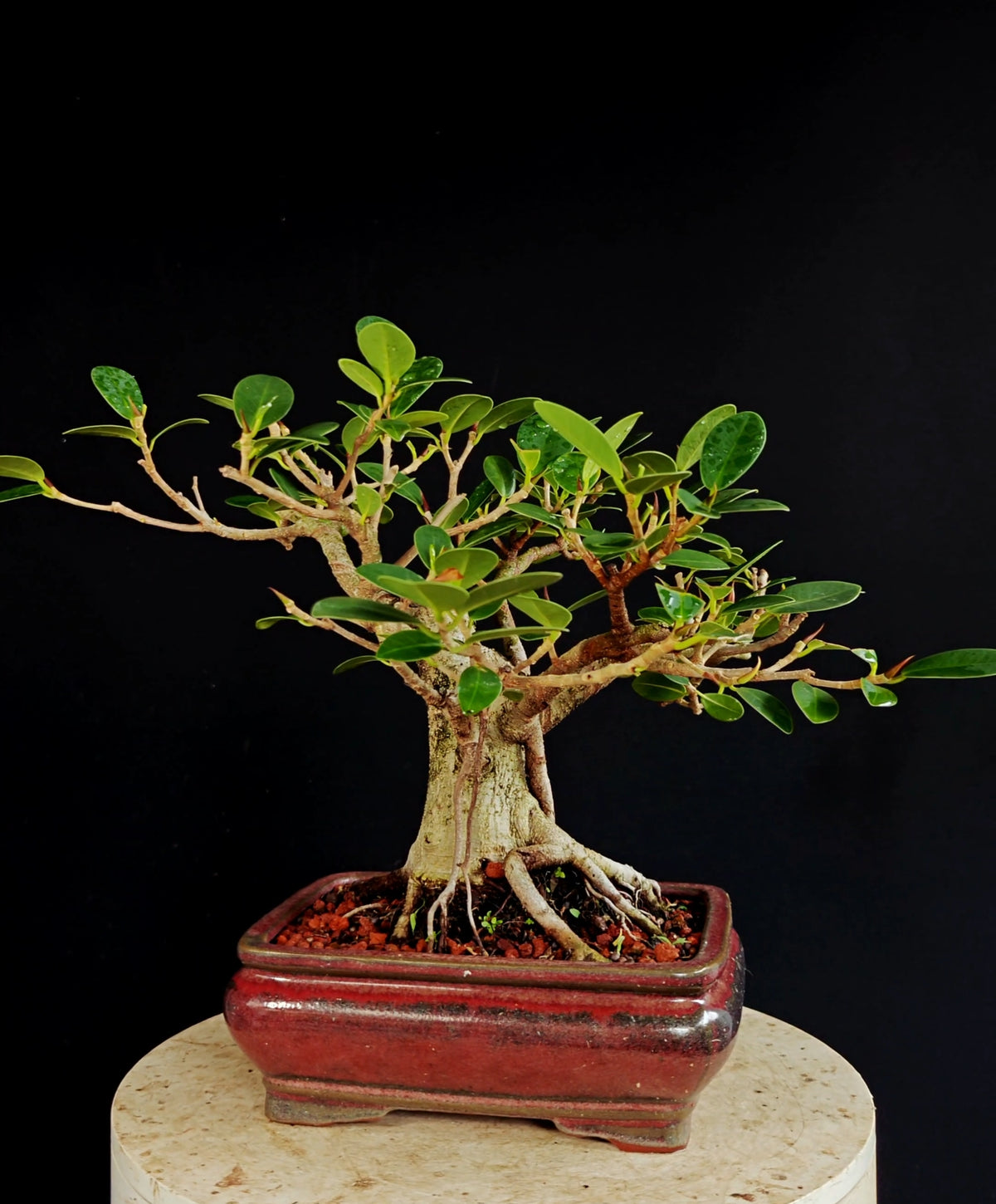 Ficus Microcarpa - 8 inch Glazed Rectangle