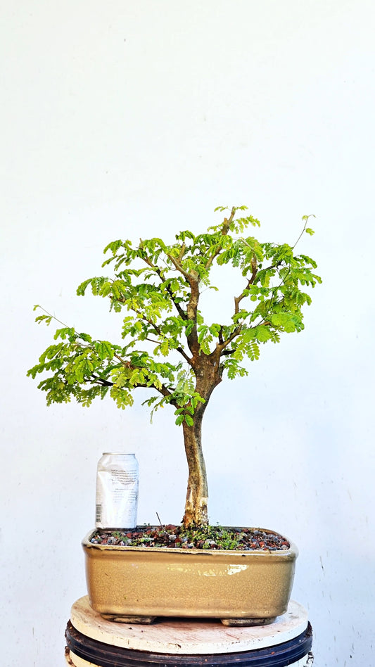 Thorny Brazilian Rain Tree - 12 inch glazed pot