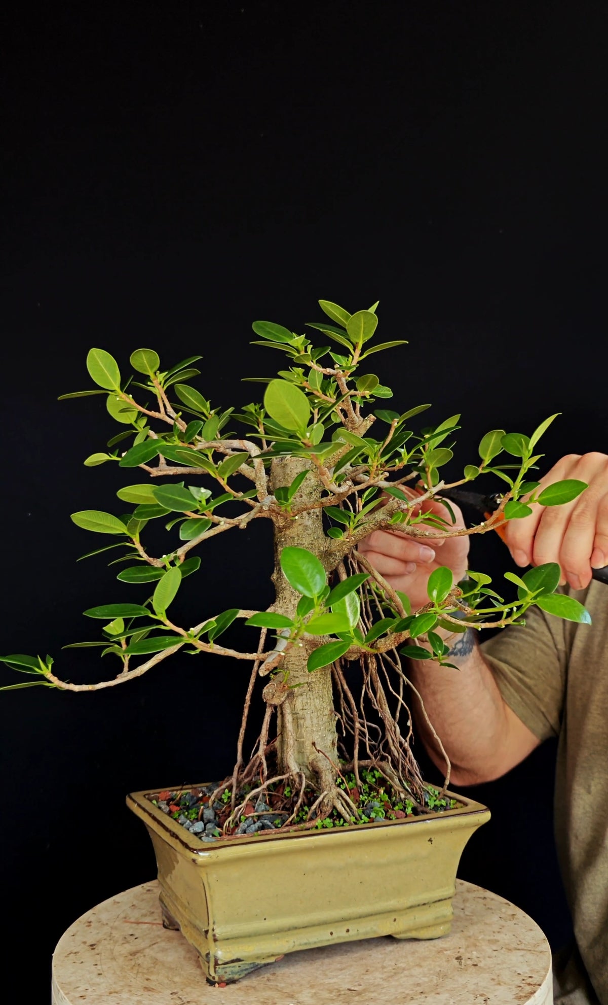 Ficus Microcarpa - 8 inch Glazed Rectangle