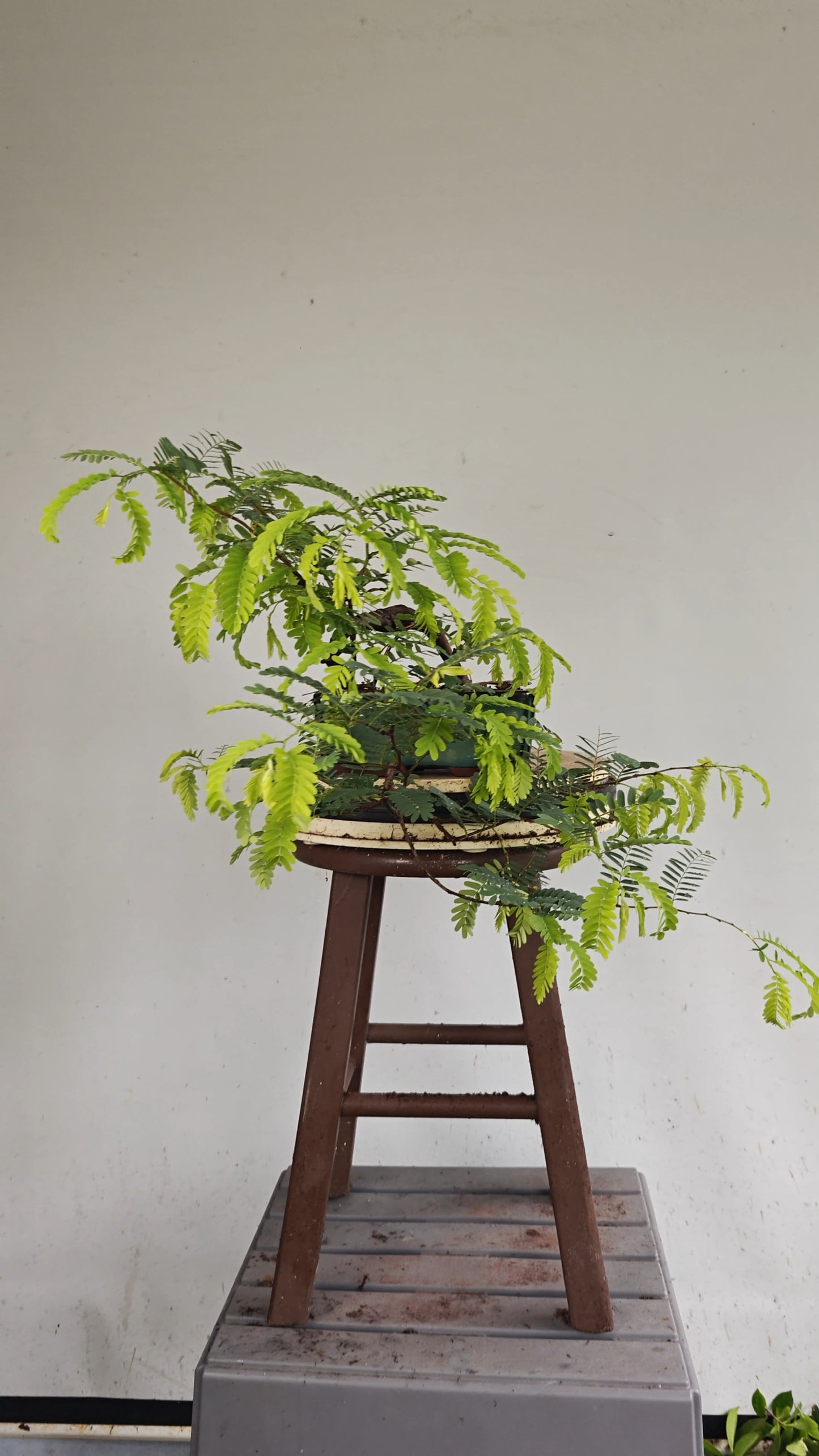 Cascade Tamarind Specimen Bonsai - 7 inch glazed pot