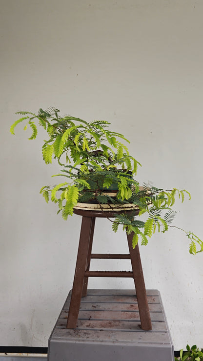 Cascade Tamarind Specimen Bonsai - 7 inch glazed pot